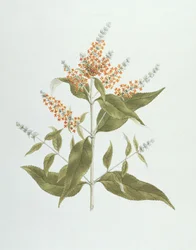 Umtar (Buddleia polystachya) (wc över grafit på papper)